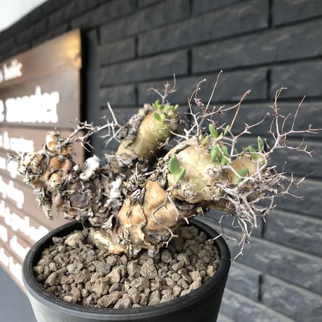 tylecodon  reticulatus《大きめM size》※現地球発根済株※店主国内管理3年株※weight低く幹も太い‼︎wild過ぎでimpact絶大‼︎※mad black pot植え