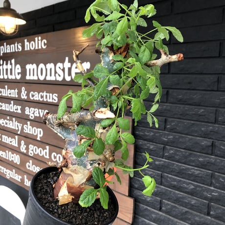commiphora  holtziana《LL size》極太株※現地球発根後店主国内管理4年株※極太幹&weight低きwildな装い※tall pot植え