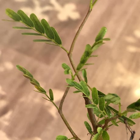 senna  meridionalis《 小さめM size》※現地球発根済株※大変幹の色が濃く、特化した肌質のセンナ‼︎上品＆綺麗な逆になきサイズ感‼︎※オススメ株※mad black pot植え