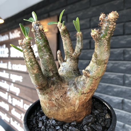 pachypodium gracilius《M size》一部希少green肌&良枝振り株※現地球発根後店主国内管理4年株※ぼってり樹形&良枝振りの良樹形※mad black bowl pot植え