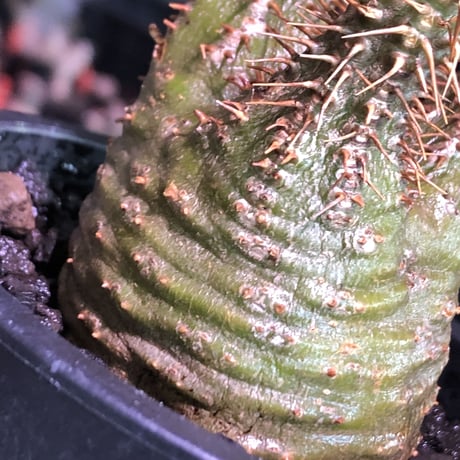 pachypodium gracilius《大きめS size》希少‼︎green肌※現地球発根済株※店主国内管理2年株※ボコボコ立体樹形でwild感強きgreen肌※mad black pot植え