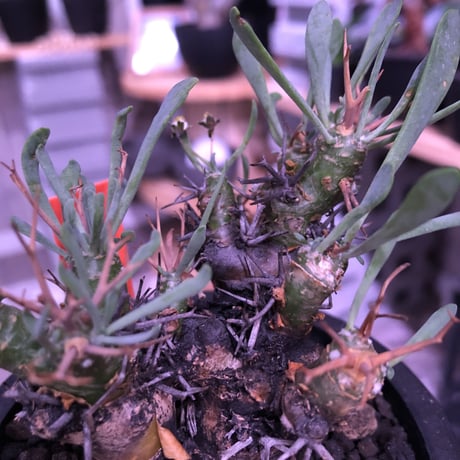 othonna   euphorbioides《M size》black肌‼︎　※らしさ漂うカッコいいオイデス‼︎オススメ株！※mad black pot植え