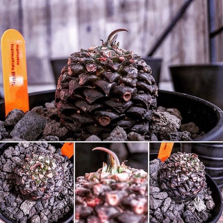 euphorbia    bupleurifolia《鉄甲丸》M  size  ※mad  black  bowl  pot植え