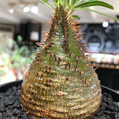 pachypodium gracilius《小さめM size》※現地球株発根済※とびきり球体感強きgreen肌で堪らなくかわいい一株‼︎※black bowl pot植え