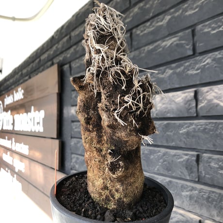 xerophyta trichophylla《S size》※現地球発根後店主国内管理2年株※驚愕強靭株※枝振り良くweightもlow‼︎肉厚小振りサイズ※mad black pot植え