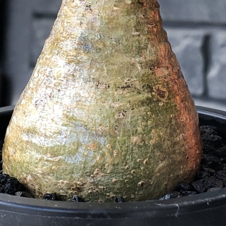 pachypodium gracilius《大きめS size》僅かにgreen肌&球体樹形※現地球発根後店主国内管理2年株※1頭枝のため少し縦に長めながら球体良樹形※mad black pot植え