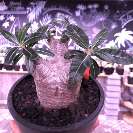 packypodium  cactipes《M size》※現地球発根済み株‼︎  （限定1株）※店主3年管理株‼︎※葉の色も濃く、横筋強き激おすすめカクチ‼︎※mad black pot植え