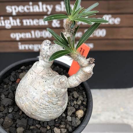 pachypodium gracilius《大きめS size》※希少‼︎白肌株※現地球発根後店主国内管理2年株※絶妙な捻くれ枝振り&美しい純白が堪らない※mad black bowl pot植え