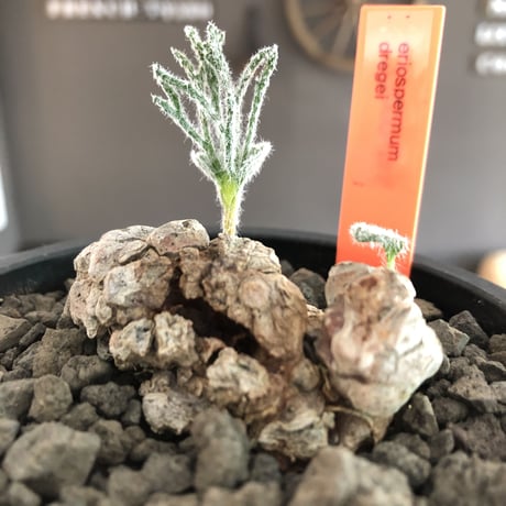 eriospermum dregei《LL size》驚愕‼︎冬型激希少種※現地球発根済株※まず出回らない現地球株‼︎唯一無二ビッグサイズ立体塊根＆極美しい葉※mad black bowl pot植え