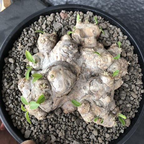packypodium  brevicaule  恵比寿笑い《 L size》※笑いの中でも特化した岩肌で味のある表皮が堪らない笑い※浅鉢植え
