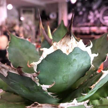 agave  titanota《M size》※発根済株※店主国内管理2年株※しっかりと引き締まったベストサイズのオススメ株‼︎※浅鉢植え