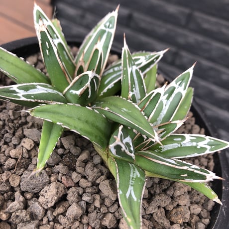 agave  笹の雪《小さめM size》W-he'd株※現地球発根後店主国内管理1年株※双子で美しいbalance良き一株※mad black bowl pot植え