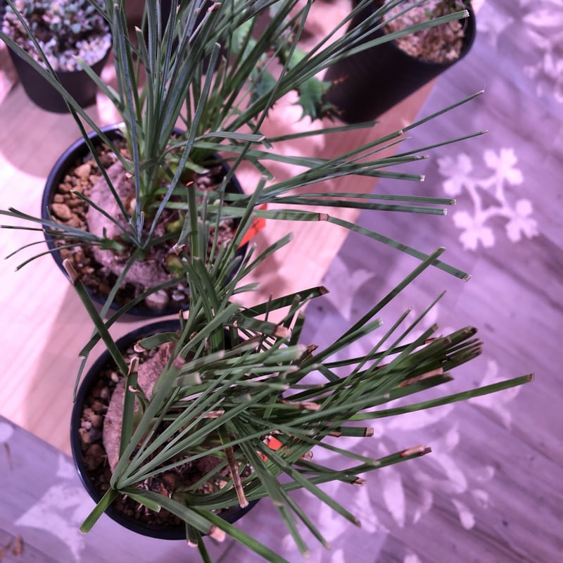 calibanus hookeri《M size》希少・極美株 ※地植え可能なフーケリー