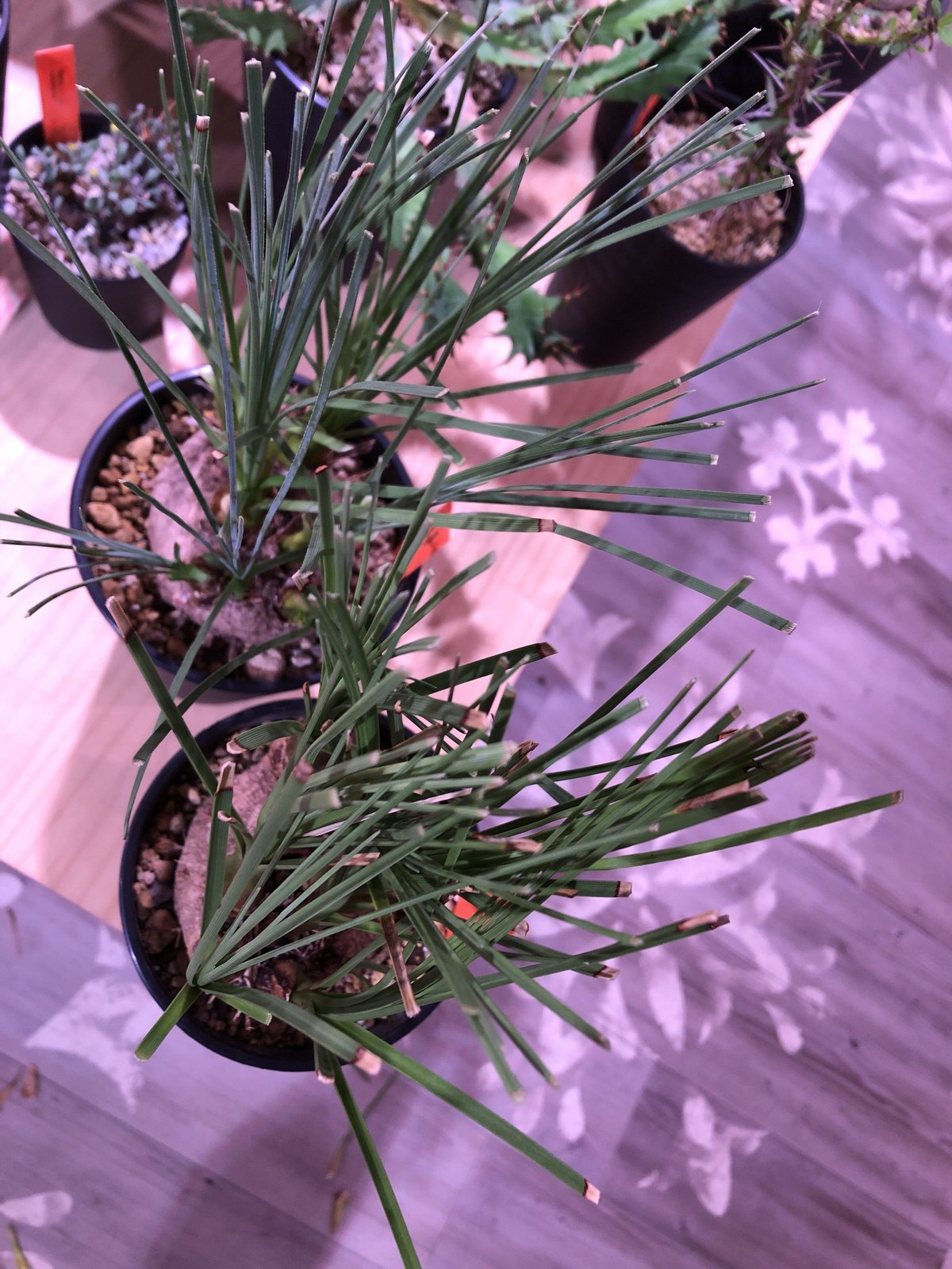 calibanus hookeri《M size》希少・極美株 ※地植え可能なフーケリー