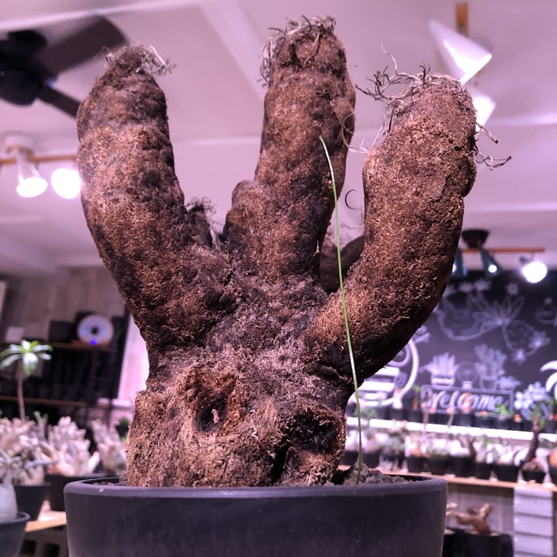 Berlin \"麻花龍\" 子株　発根済み Berlin 麻花龍 子株 発根済み