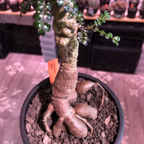 opercullicarya   decaryi  littmon  seed🌱  《9年株》※長きに渡り育て幹のボコボコも強きパワータンクもゴツいオススメ株※mad  black  pot植え