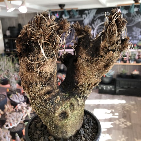 xerophyta  trichophylla《S size》※現地球発根済株※驚愕強靭株※限りなくweightはlow‼︎品種としこれでもかわいい小振りサイズ‼︎※mad black pot植え