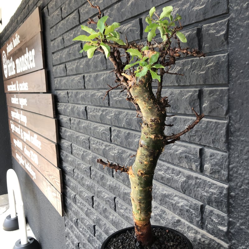 □入手困難 希少 現地球 コミフォラ 1 □入手困難 希少 現地球 コミフォラ 1 コミフォラ | STORES