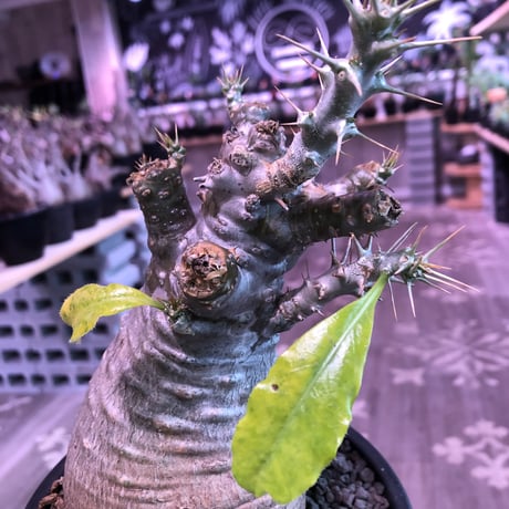 packypodium   saundersii（M  size）※現地球発根済株※可愛すぎるほどぼってり樹形且つ株元は木質化したギャップ萌えサンデルシー※mad black bowl pot植え