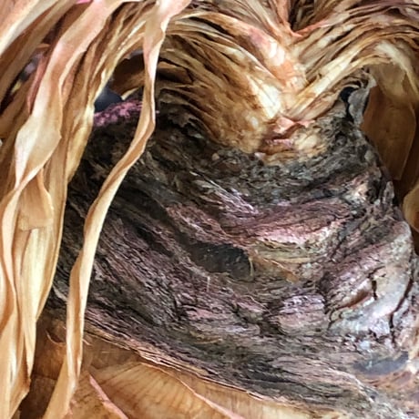 boophane disticha  《L size》※現地球株発根済※驚愕‼︎バランス良き大株且つとびきり球体株※black bowl pot植え