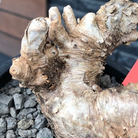 euphorbia itremensis《L size》※現地球株発根済①※極太塊根＆極太枝を持つマッチョなイトレ※black pot植え