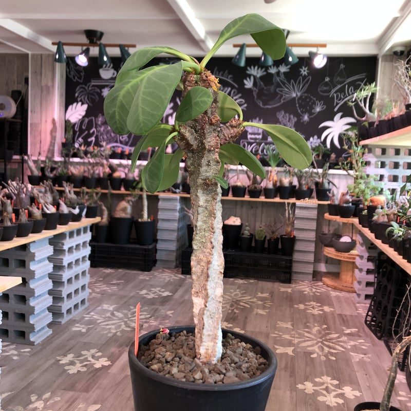 euphorbia neohumbertii《L size》※古株で木質化した大変希少な大株‼