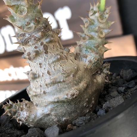 pachypodium windsorii《M size》※選抜littmon seed🌱※weight低き極ぼってり株元&枝振りも◎良樹形※mad black pot植え