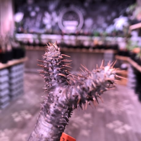 packypodium  gracilius《大きめS  size》※現地球発根済株‼︎※下部にある穴がcharmpointな可愛い一頭枝グラキ‼︎※mad black bowl pot植え