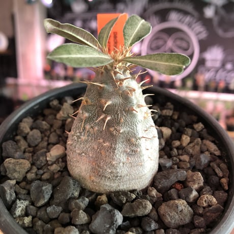 packypodium  eburneum《S size》※現地球発根済株※かわいいサイズ感で個体差としてツル肌の子‼︎輸入株らしい装い‼︎※mad  black  bowl pot植え