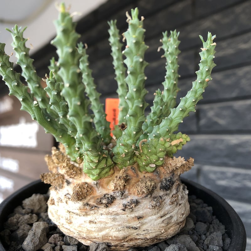 ユーフォルビア　ゴルゴニス　発根済み ユーフォルビア ゴルゴニス 金輪際 実生 Euphorbia gorgonis