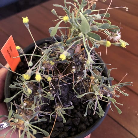othonna   euphorbioides《M size》black肌‼︎ ※weightが下にあることで、将来性高き一株‼︎  ※mad black bowl pot植え
