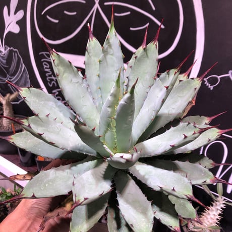 agave     macroacantha 《L size》mad black pot植え　※Instagram投稿株‼︎