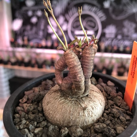 euphorbia subapoda《M size》※大変人気なユーフォルビア‼︎ススをまとった様なmad感な肌質と拘りの樹形&枝数4本と多き良株※mad  black pot植え