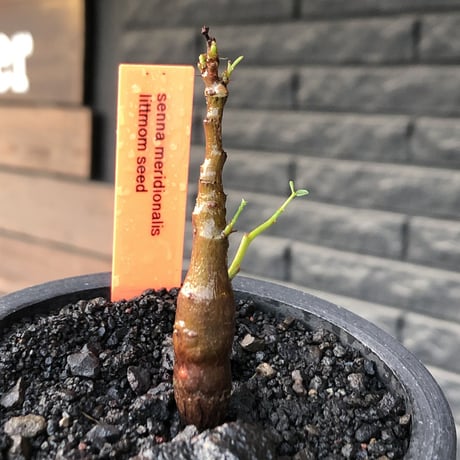 senna  meridionalis《 S size》littmon seed🌱※小振りながら大切に育てた堪らなキュートなセンナ※mad black pot植え