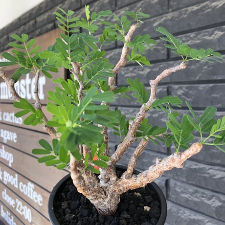 senna  meridionalis《大きめM size》※現地球株発根済※枝振りバランスも最高な一株となり幹のボコボコも強きオススメな一株‼︎※mad black pot植え