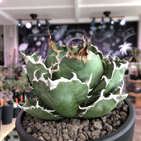 agave  titanota  白鯨《M size》※最高の鋸歯に幅広肉厚葉（限定2株）※mad black bowl pot植え