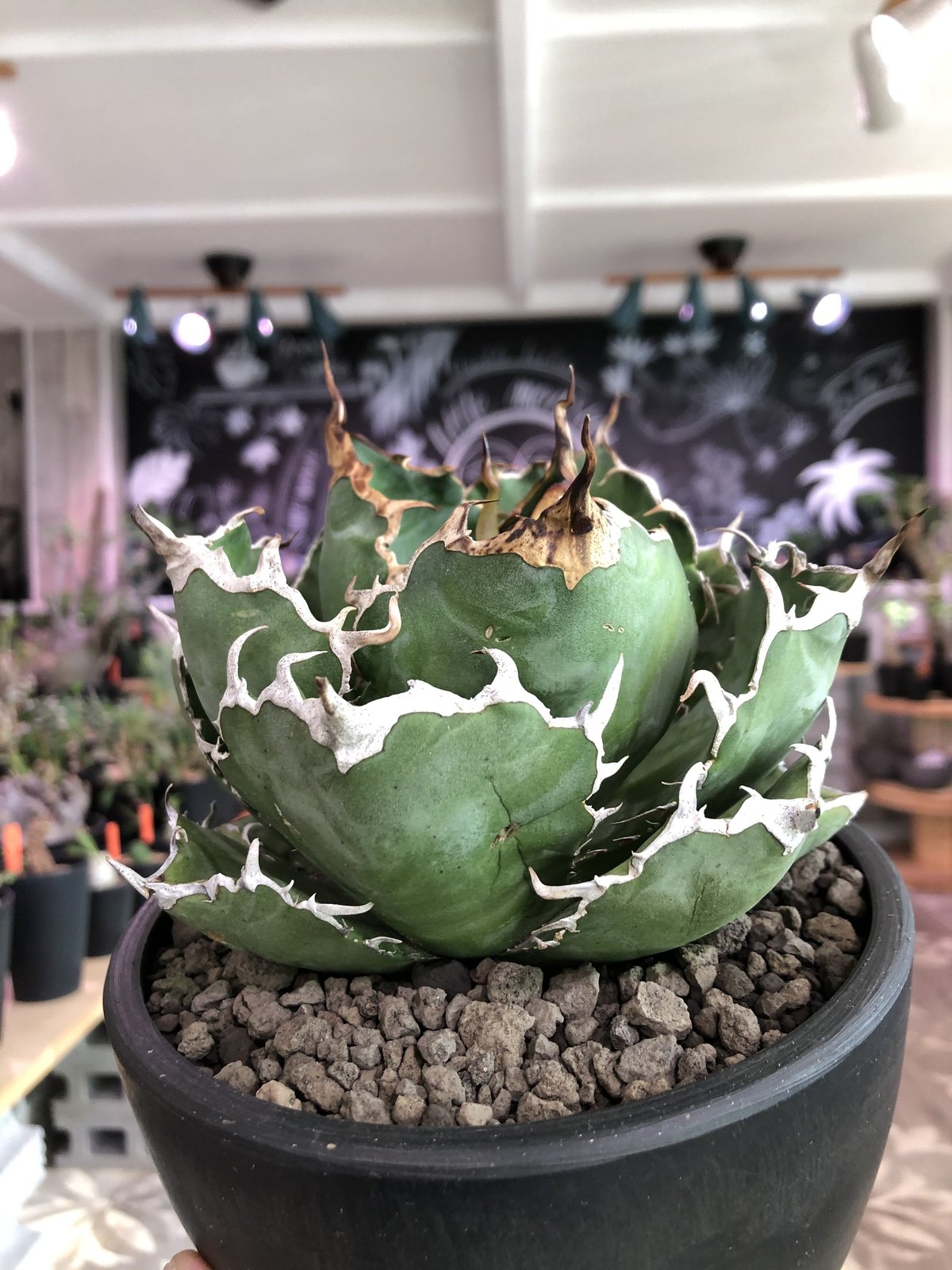 agave titanota 白鯨《M size》※最高の鋸歯に幅広肉厚葉（限定2株）※m