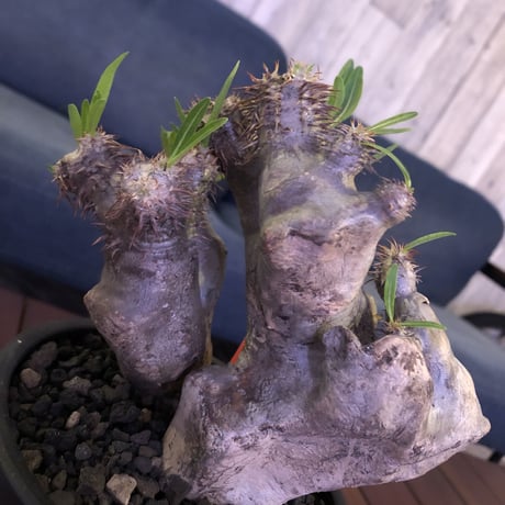packypodium brevicalyx《M size》正真正銘W-head🌵🌵※発根済み株  littmon激オススメ株‼︎   ※mad  black  pot植え