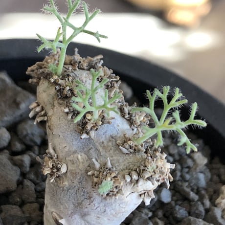 sarcocaulon peniculinum《大きめS size》激希少種※現地球発根後店主国内管理5年株※堪らないほど極白の美しい一株※mad black pot植え