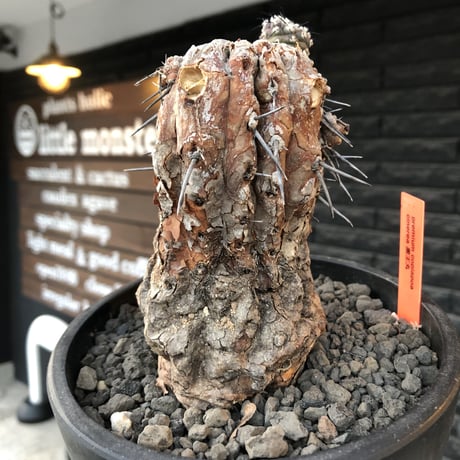 copiapoa cinerea 黒王丸《M size》※現地球発根後店主国内管理21年株※極上‼︎全身から生命力感じる木質ミイラ化した極上株※mad black bowl pot植え