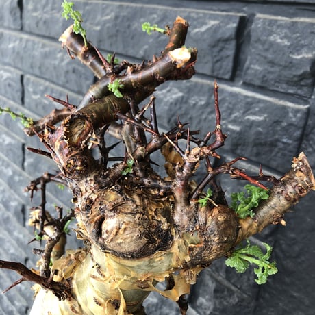 commiphora eminii《LL size》※現地球発根後店主国内管理6年株※極太幹を持つ激wildな出立ちが堪らない‼︎※mad black tall pot植え