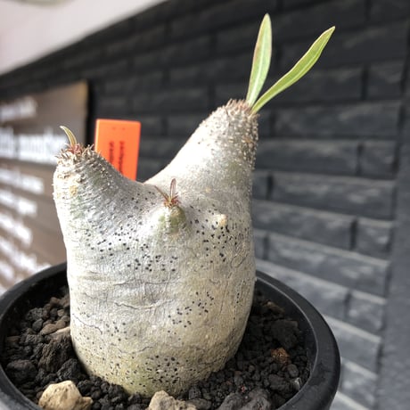 pachypodium gracilius《大きめS size》※極短枝ぼってり株※現地球発根後店主国内管理3年株※極めて短枝且つツルツル肌のぼってりトトロ樹形※mad black pot植え