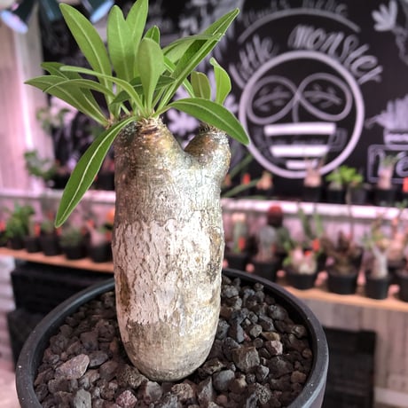 発根済株】パキポディウムイノピナツム大きめサイズ