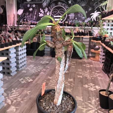 euphorbia neohumbertii《L size》※古株で木質化した大変希少な大株‼︎※mad black pot植え