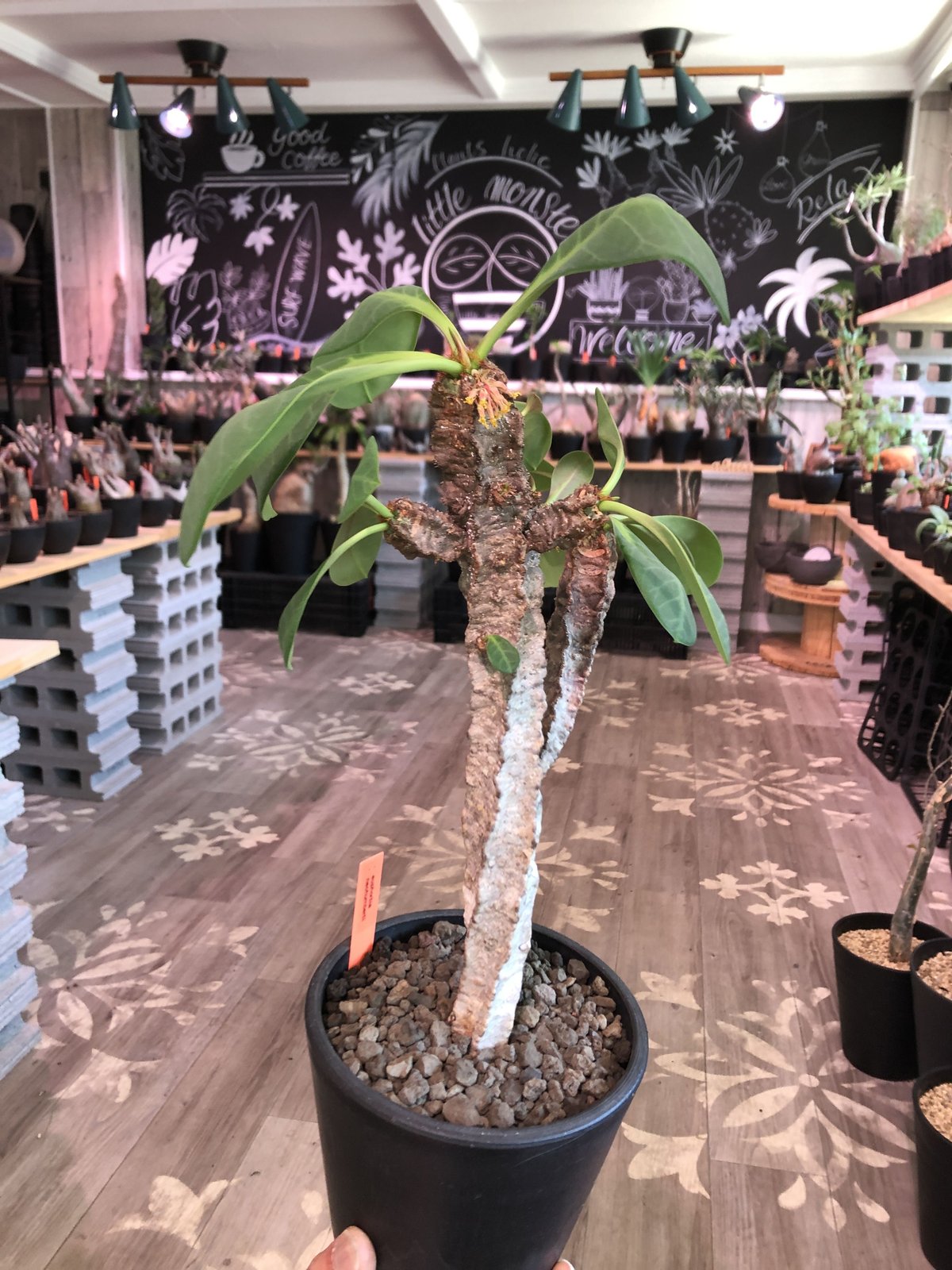 オールドオベサ:ユーフォルビア【発根株】大株木質化ホリダバリダ多肉