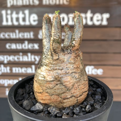 pachypodium  gracilius《大きめS size》五頭枝株※現地球発根済株※店主国内管理2年株※整いすぎなほどcompactに纏まった美株※mad black pot植え