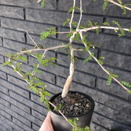 opercullicarya   decaryi  littmon  seed🌱  《7年株》※成長早く長きに渡り管理した幹幅も太く‼︎特化した繊細葉※mad  black  pot植え