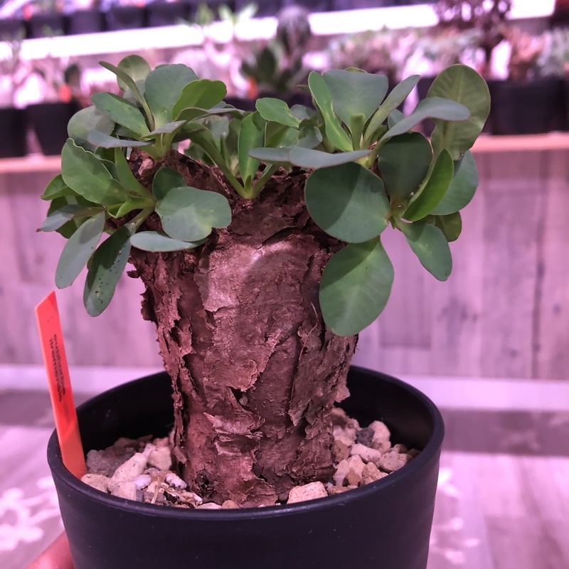 【現地球／発根済】ユーフォルビア　イトレメンシス　ODDROOTS管理株 現地球／発根済】ユーフォルビア イトレメンシス ODDROOTS管理株