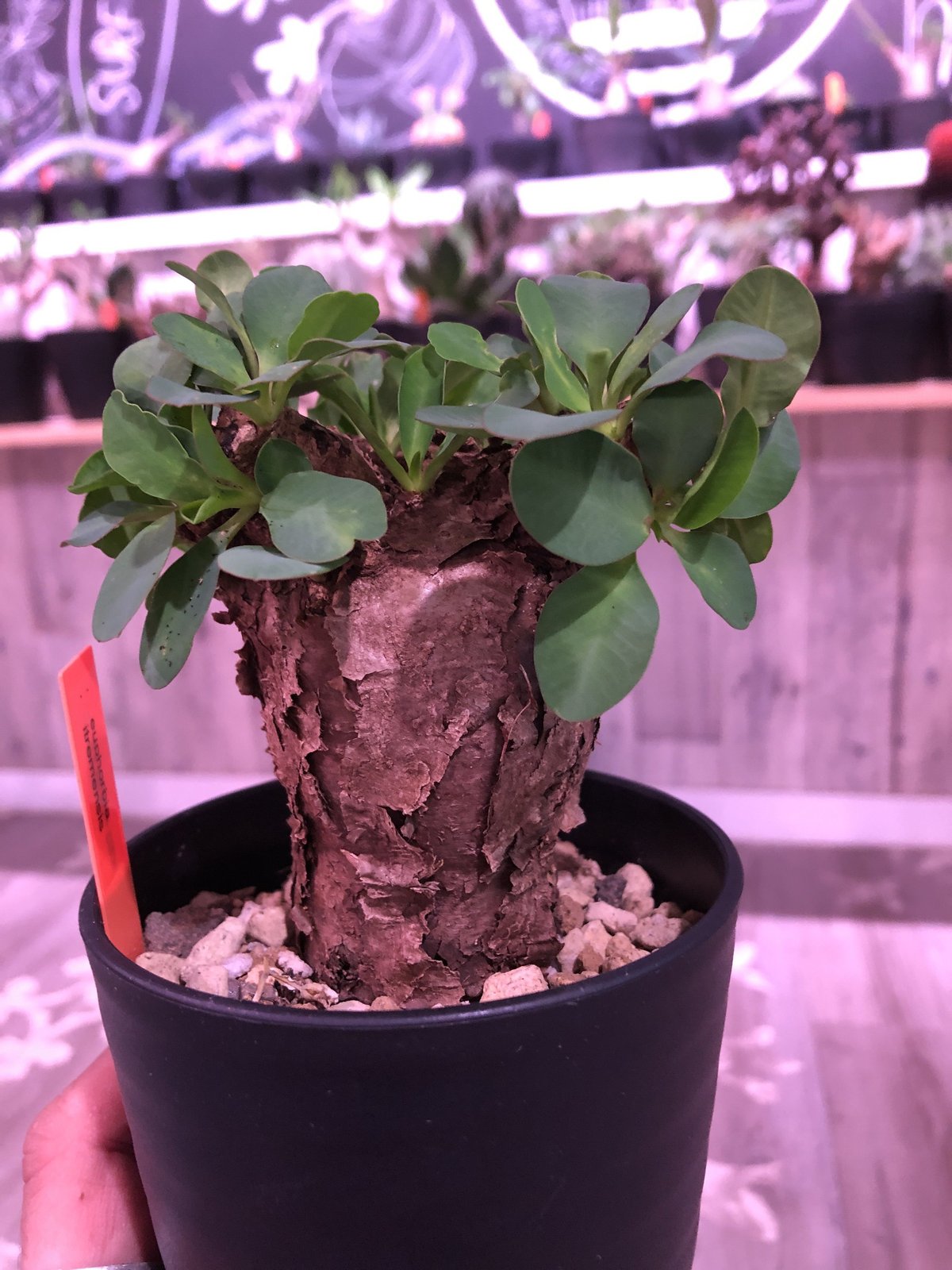 ユーフォルビア　イトレメンシス　現地球 ユーフォルビアイトレメンシス | STORES