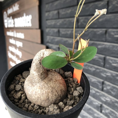 euphorbia primulifolia《大きめM size》※現地球発根後店主国内管理4年株※ぼってり樹形に絶妙balanceのウネリ枝が堪らない一株※mad black pot植え